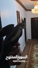  6 كوكتيل للبيع  مدرب واليف