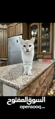 2 قطط للتبني اناثي