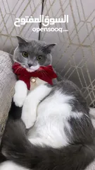  3 قطط سكوتش فولد موقي للبيع ‏Scottish Fold Moogie Kittens