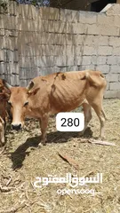  4 للبيع أبقار عمانية وجاعدة وكبش