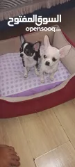  21 Chihuahua puppies