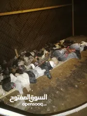  6 للبيع دجاج بحريني