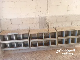  12 بياضات دجاج ومعالف ومشارب  واقفاص طابقين  للفري وطباق  بيض فري للفقاسات ايطالي للبيع بحاله ممتازه