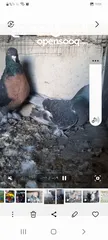  4 حمام قلاب عراقي