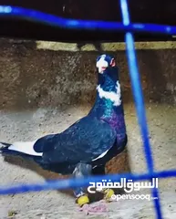  6 بسم الله الرحمن الرحيم   متاح بالصلاة على النبي   مسود قراقطه شامي   مطوق احمر   مطوق اسود   عنابي ا