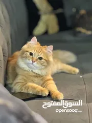  1 قط مفقود في بغداد حي الجهاد