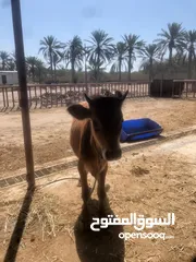  6 ثيران جيرسيه واغنام للبيع