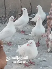  3 حمام فرنسي للبيع الفرنسي و اللاهور  بايع كوم كامل للاستفسار عنهم
