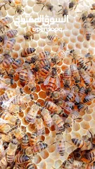  27 شركة الطيبات -للعسل ومنتجات النحل .