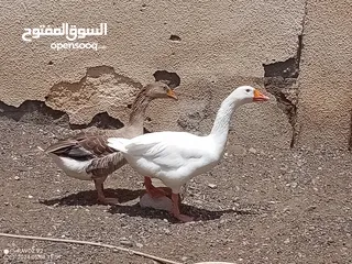  3 طيور وز عراقي