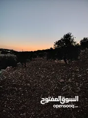  20 ارض للبيع مساحة4300م وعلى الواقع 12دونم تصلح بيت ريفي شاليه ارض زراعيه ويوجد فيها بيت قيد الانشاء