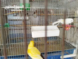  1 جوز كنار نخب اول