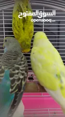  19 Ready to egg adult Budgies