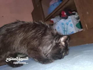  1 قطط لبيع  لون اسود  مال بيت ليف