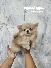  2 Mini Pomeranian puppies