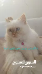  6 قط هملايا شهرين بسعر ممتاز