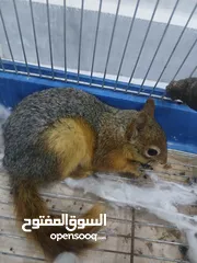  8 للبيع اليفة ونشطة وسهلة التربية عمر 7-6 اشهر بالصلاة على النبي لعشاق الحيوانات المميزة