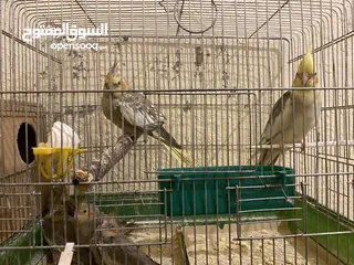  2 جواز كوكتيل كله تحته فراخ