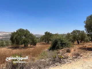  5 Land for Sale – Marda, Salfit (13.8 Donums)  أرض للبيع – مردة، سلفيت (13.8 دونم)