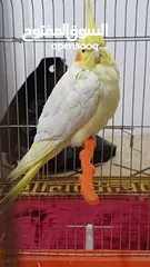  7 ببغاء كوكتيل اصفر البينو عين حمرا جاهز لبيتو الجديد    للبيع بسعر مغري جدا جدا جدا جدا جدا جدا جدا ج