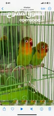  2 Beautifull Parrots For Sale