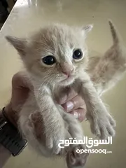  5 3 قطط للبيع هميلايا