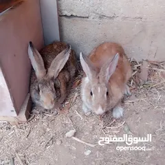  3 ارانب  ذكر  ونثيتين
