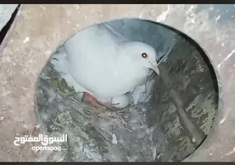  1 حمام لاحم فرنسي شغال  للبيع