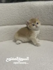  8 قطط صغيرة برتيش للبيع