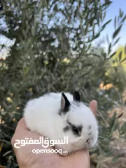  3 ارانب زينه •••الارنب المقزم وانجورا تيدي بير بيور•••