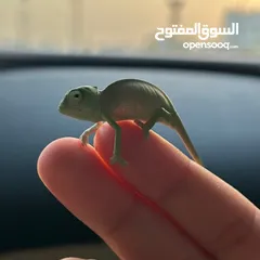  1 حرباء صغير/ baby chameleon