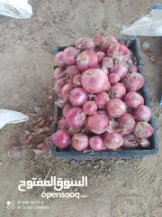  17 تصدير من اليمن إلى الخليج