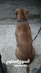  4 بيتبول حارس شخصي