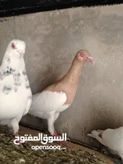  9 جواز و حبات