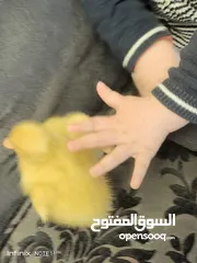  18 بطبوط بطه صوص مطعم    ا