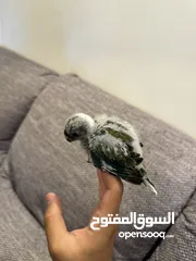  5 بعد الصلاة على النبي فرخ ريدرام براكيت زق يدوي متعود على الزق باقي التفاصيل بالوصف