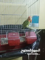  2 جوز روز للبيع عباره عن ماكنت إنتاج الجوز لهسه مريحات للبيع ب25 دينار السعر نهائي