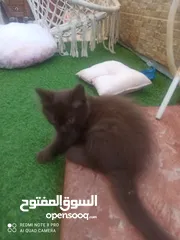 3 قطة يورك الأمريكية النادره