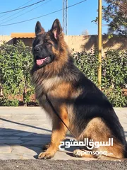  5 جراء جيرمن شيبرد شولاين