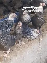  2 فرخات دجاج عمر شهر ونص