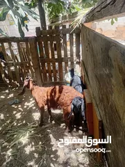  5 عنز ماشاء الله تبارك الرحمن مع سخلات عدد2