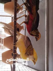  1 طائر الفزن الفرعوني أزواج