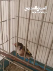  5 حسون ترابي حامي وفحل جلب جالي