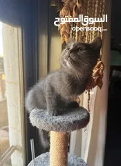  8 قطط هملايا وشيرازي وبريتش للبيع بسعر رمزي