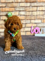  1 toy poodle T_cup now in Jordan  توي بودل تيكب بجميع الأوراق والثبوتيات والجواز والمايكرتشيب