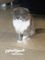  2 نص هملايا وشيرازي