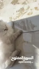  5 قطه شيرازي