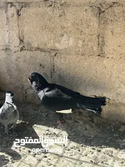  10 مسود اسود للبيع