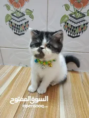 1 قطط كزوتك كاليكو انثئ وذكر عمر شهرين  حلوات نقيات