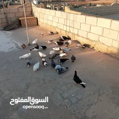  4 حمام كوم للبيع